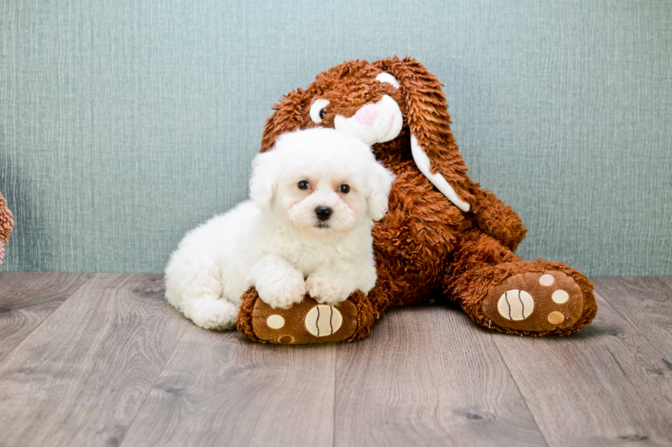 Bichon Frise Pup Being Cute