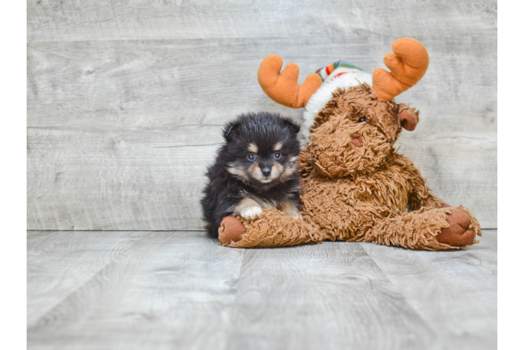 Pomeranian Pup Being Cute