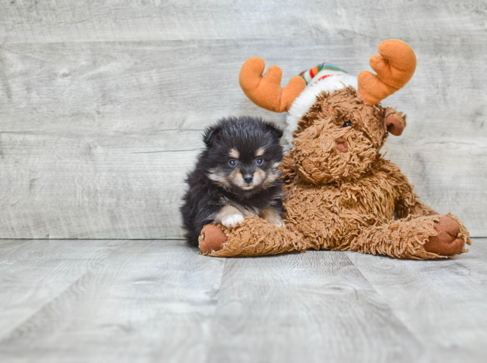 Pomeranian Pup Being Cute