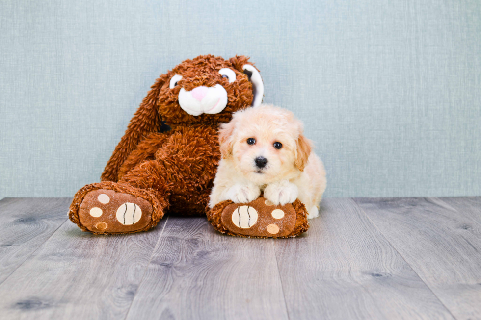 Hypoallergenic Maltepoo Poodle Mix Puppy