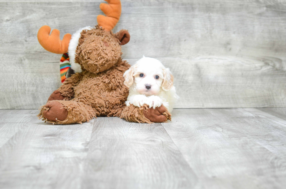 Small Cavapoo Baby