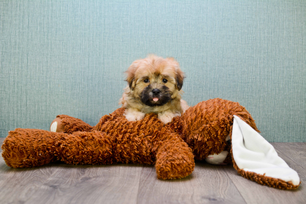 Smart Teddy Bear Designer Pup