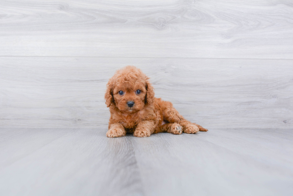 Cavapoo Puppy for Adoption