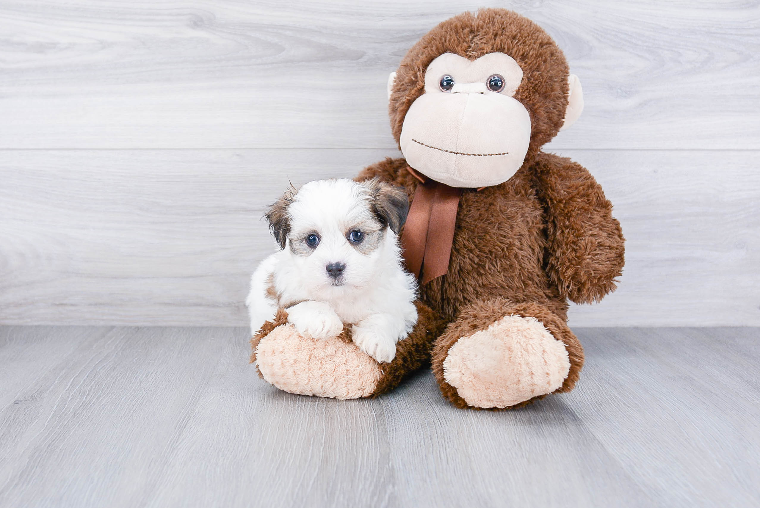 Sweet Teddy Bear Baby