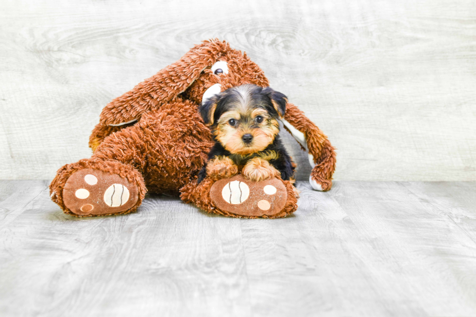 Meet Ronaldo - our Yorkshire Terrier Puppy Photo 