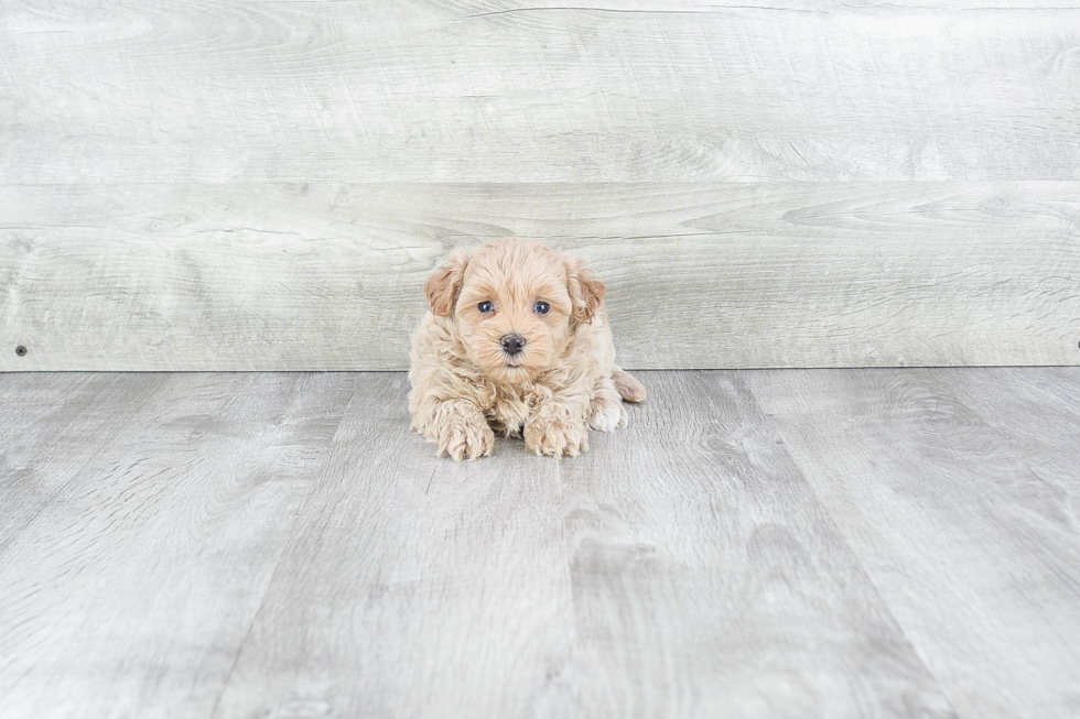 Maltipoo Pup Being Cute