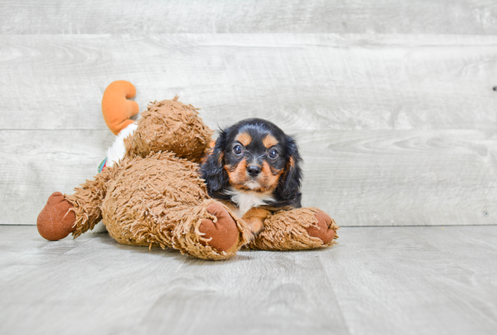 Cavalier King Charles Spaniel Pup Being Cute