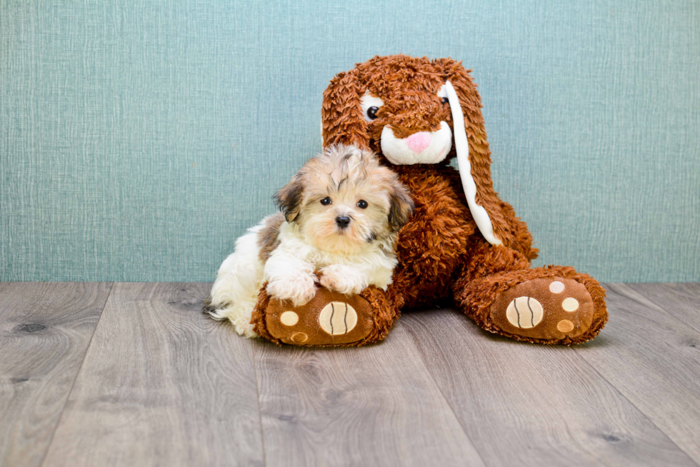 Morkie Pup Being Cute