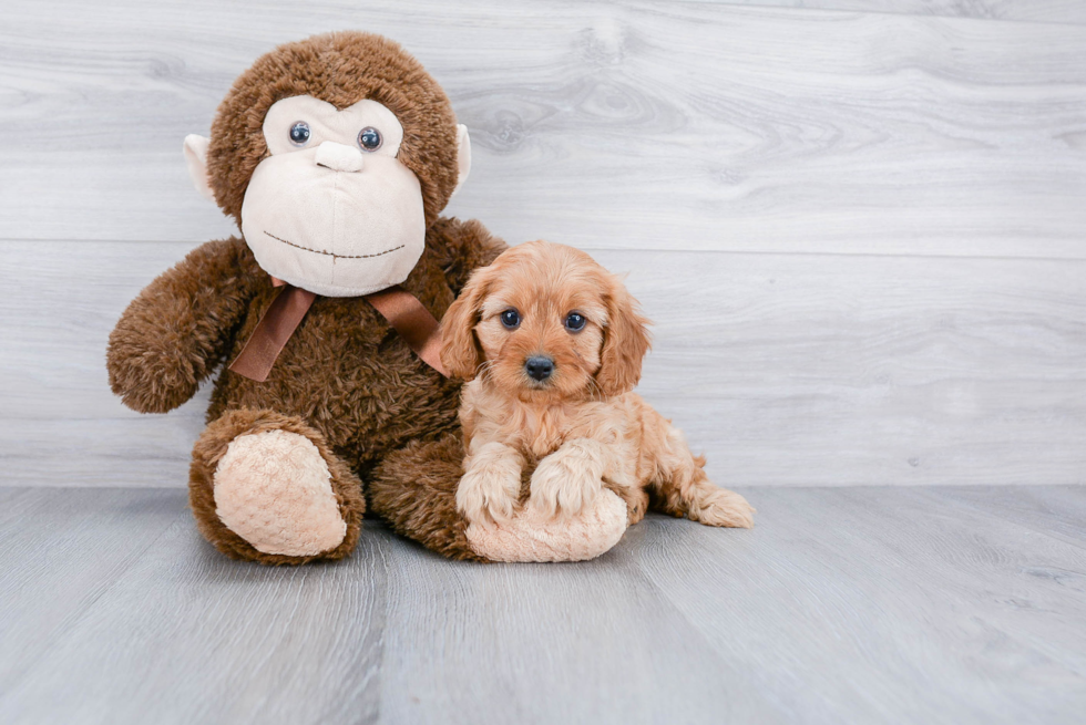 Popular Cavapoo Poodle Mix Pup