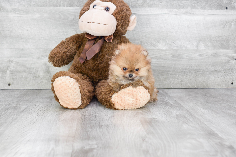 Sweet Pomeranian Purebred Puppy