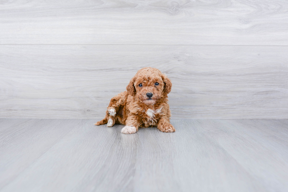 Small Poodle Purebred Pup