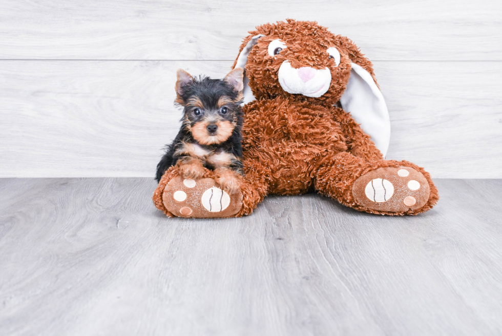 Meet Capone - our Yorkshire Terrier Puppy Photo 