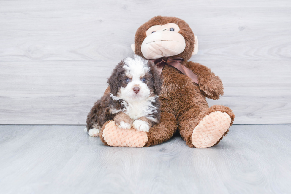 Best Mini Bernedoodle Baby