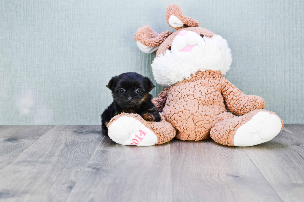 Fluffy Morkie Designer Pup