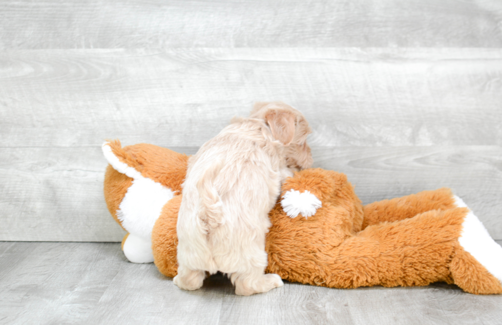 Cavapoo Pup Being Cute