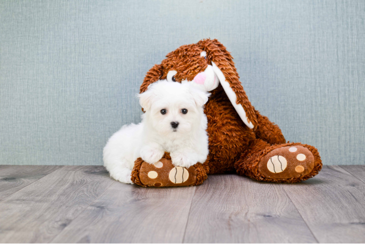 Smart Maltese Purebred Puppy