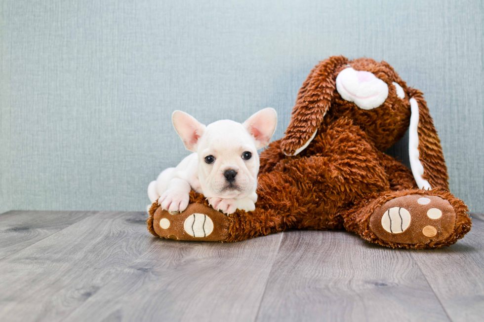 French Bulldog Pup Being Cute