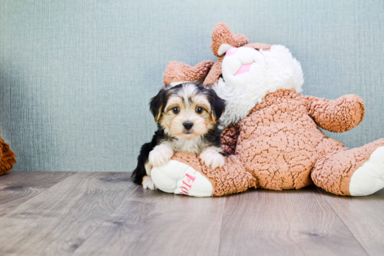 Best Morkie Baby