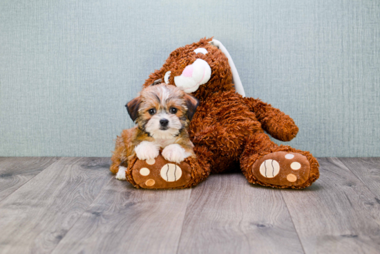 Shorkie Puppy for Adoption