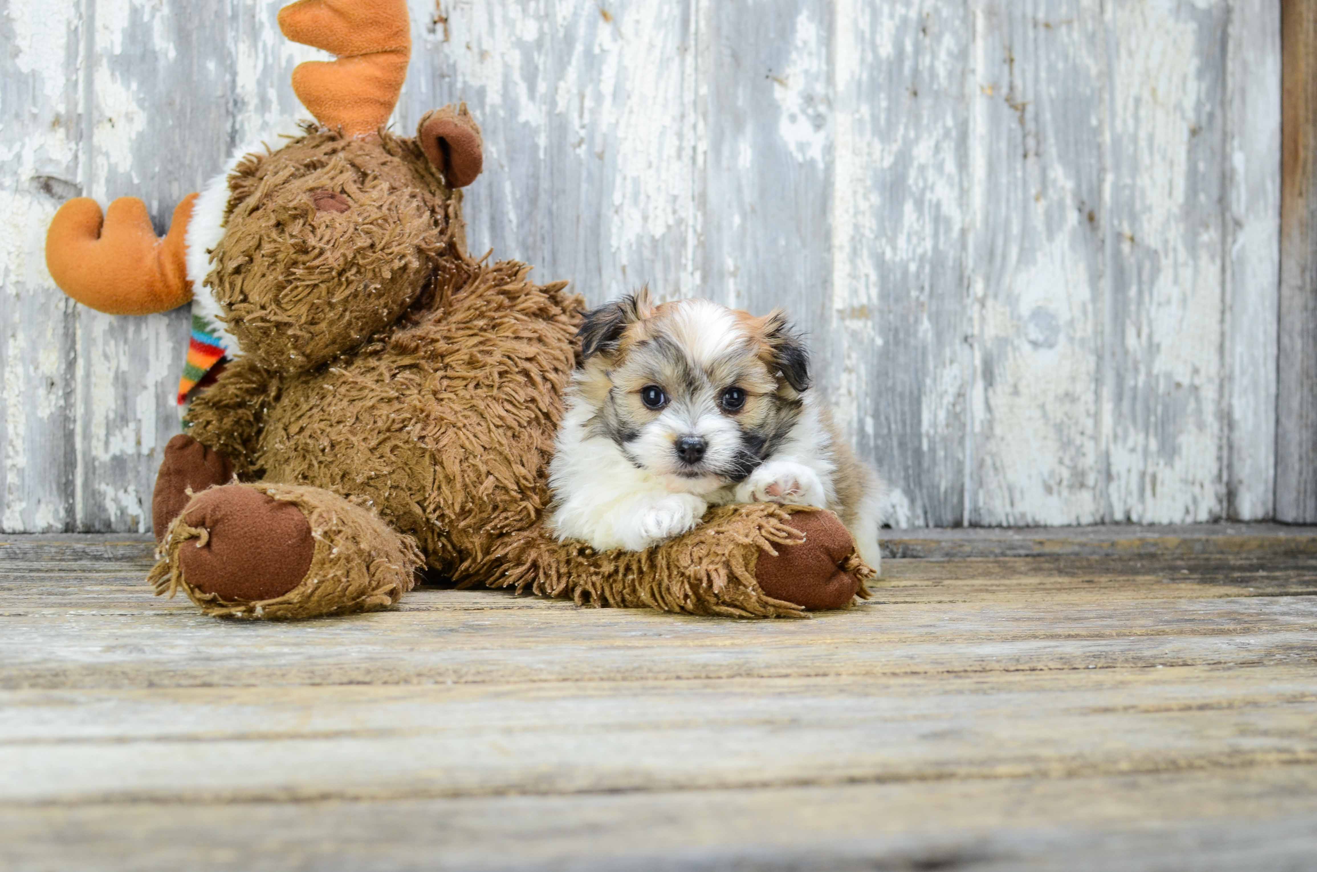 Myra teddy bear puppies hotsell