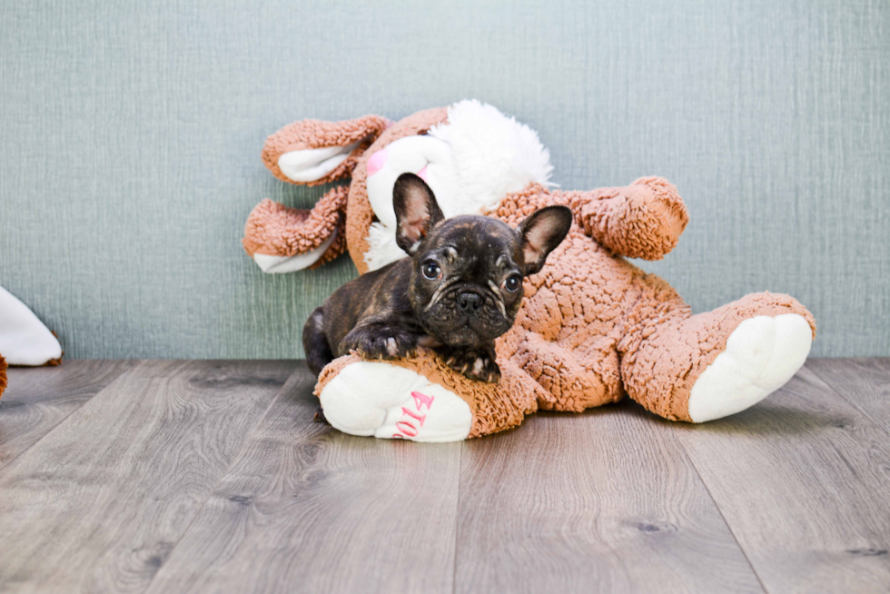 Happy Frenchie Purebred Puppy