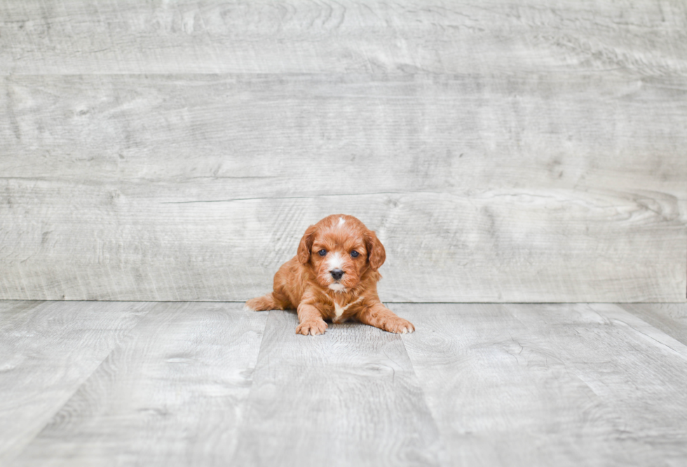 Small Cavapoo Baby