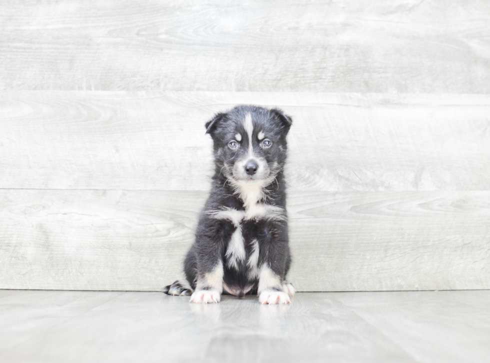 Pomsky Puppy for Adoption