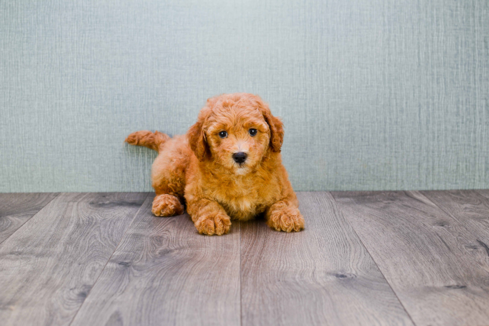 Small Mini Goldendoodle Baby