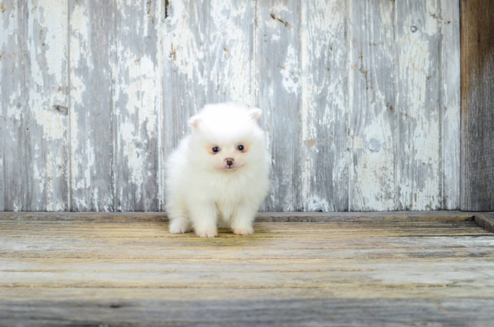 Pomeranian Pup Being Cute