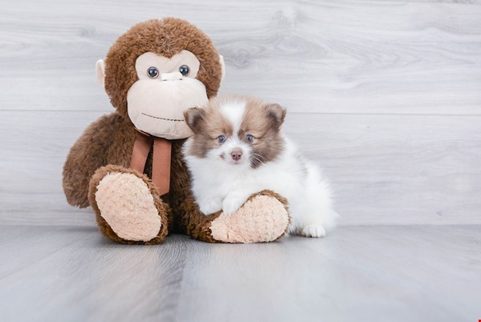 Pomeranian Pup Being Cute