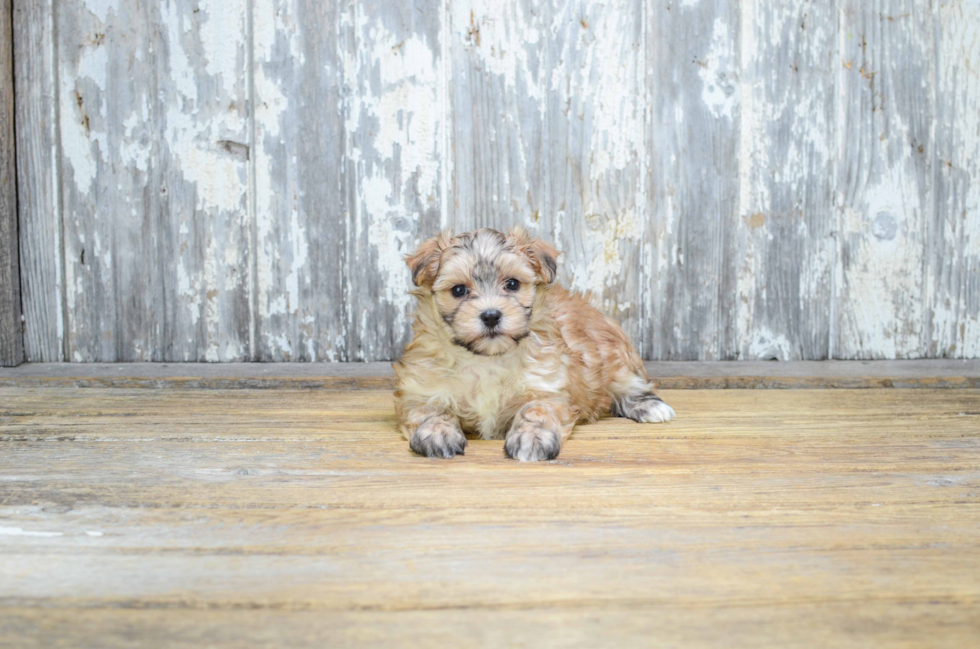 Best Morkie Baby