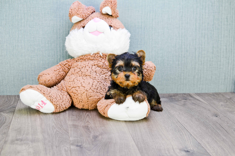 Meet Beckham - our Yorkshire Terrier Puppy Photo 