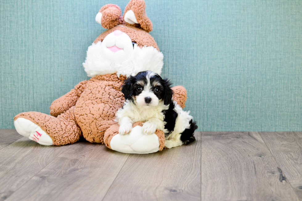 Small Cavachon Baby