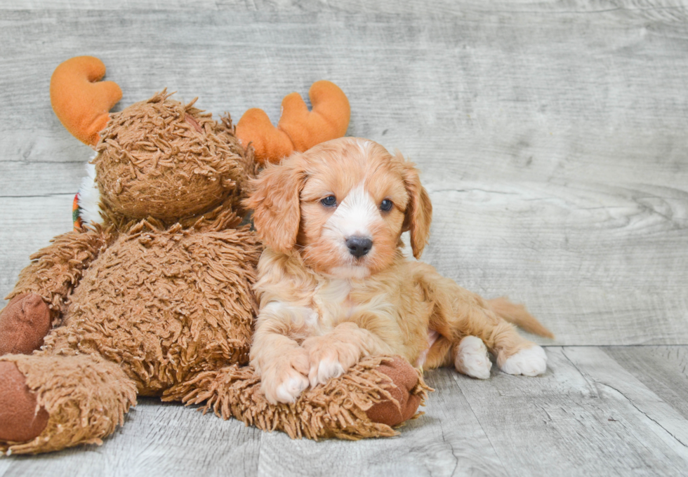 Funny Cavapoo Poodle Mix Pup