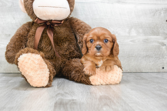 Cavalier King Charles Spaniel Puppy for Adoption