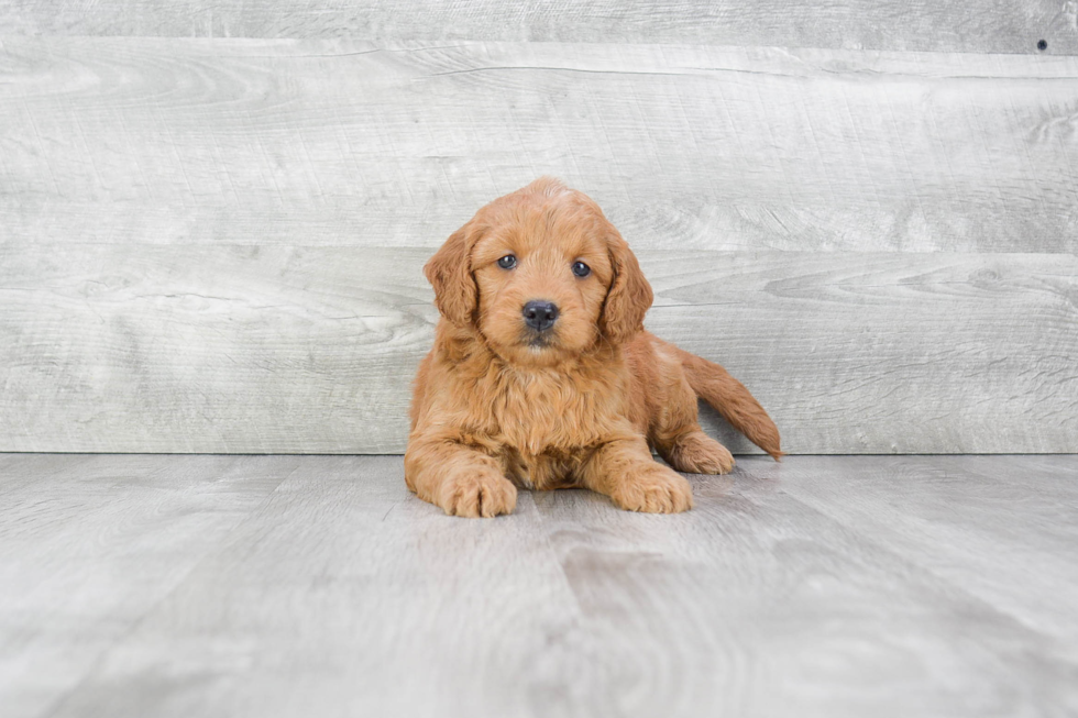 Friendly Mini Goldendoodle Baby