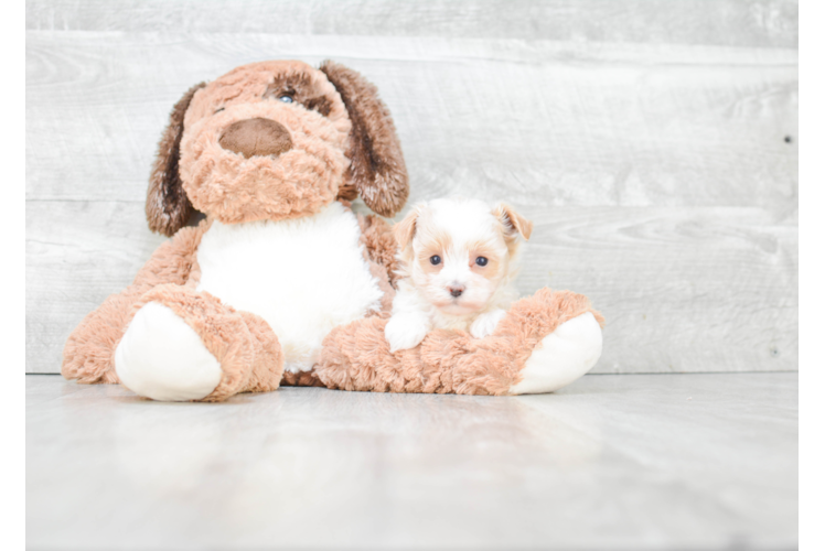 Smart Maltipoo Poodle Mix Pup