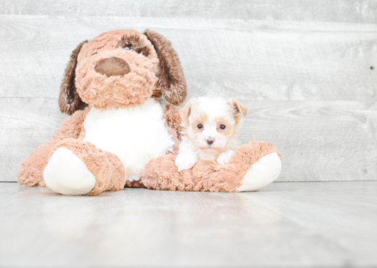 Smart Maltipoo Poodle Mix Pup