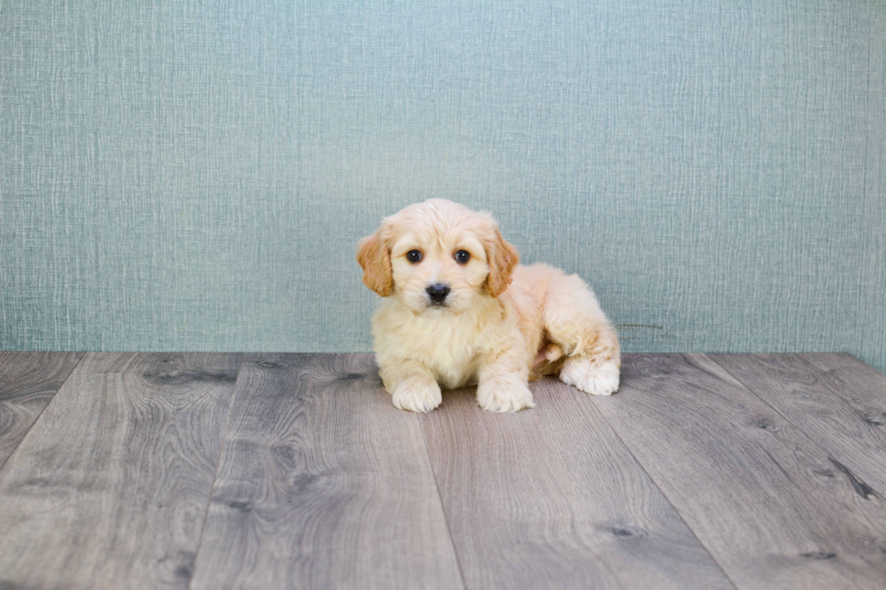 Cute Cavachon Baby