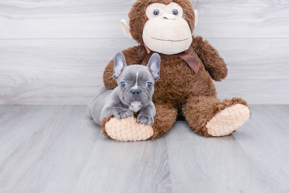 French Bulldog Puppy for Adoption