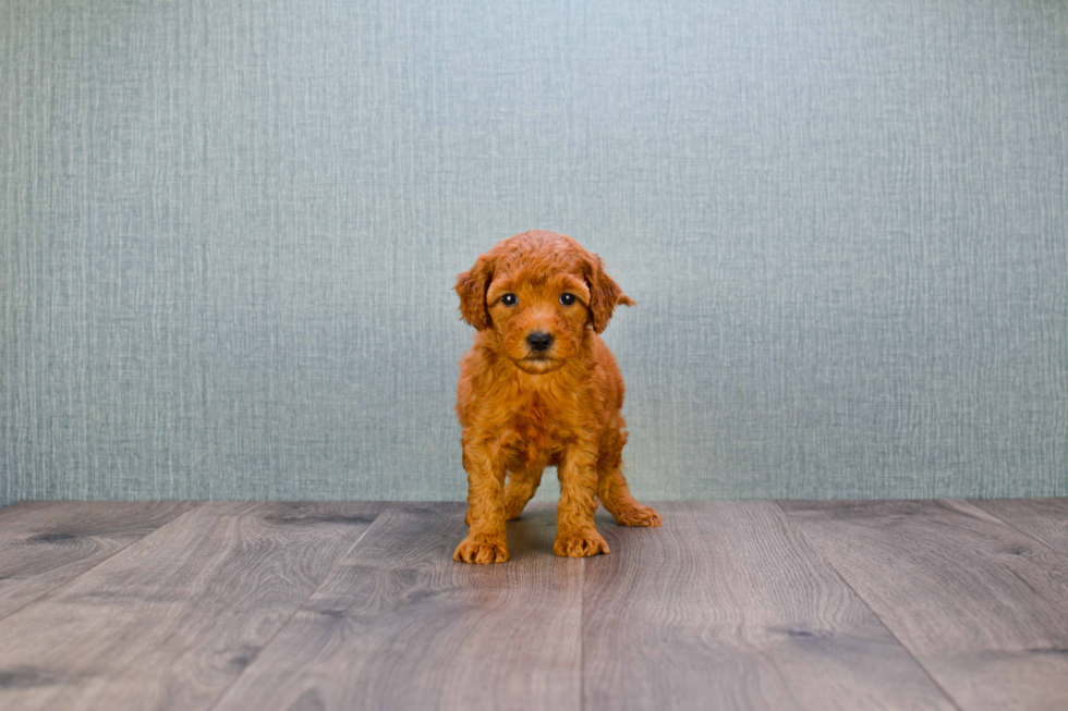 Popular Mini Goldendoodle Poodle Mix Pup