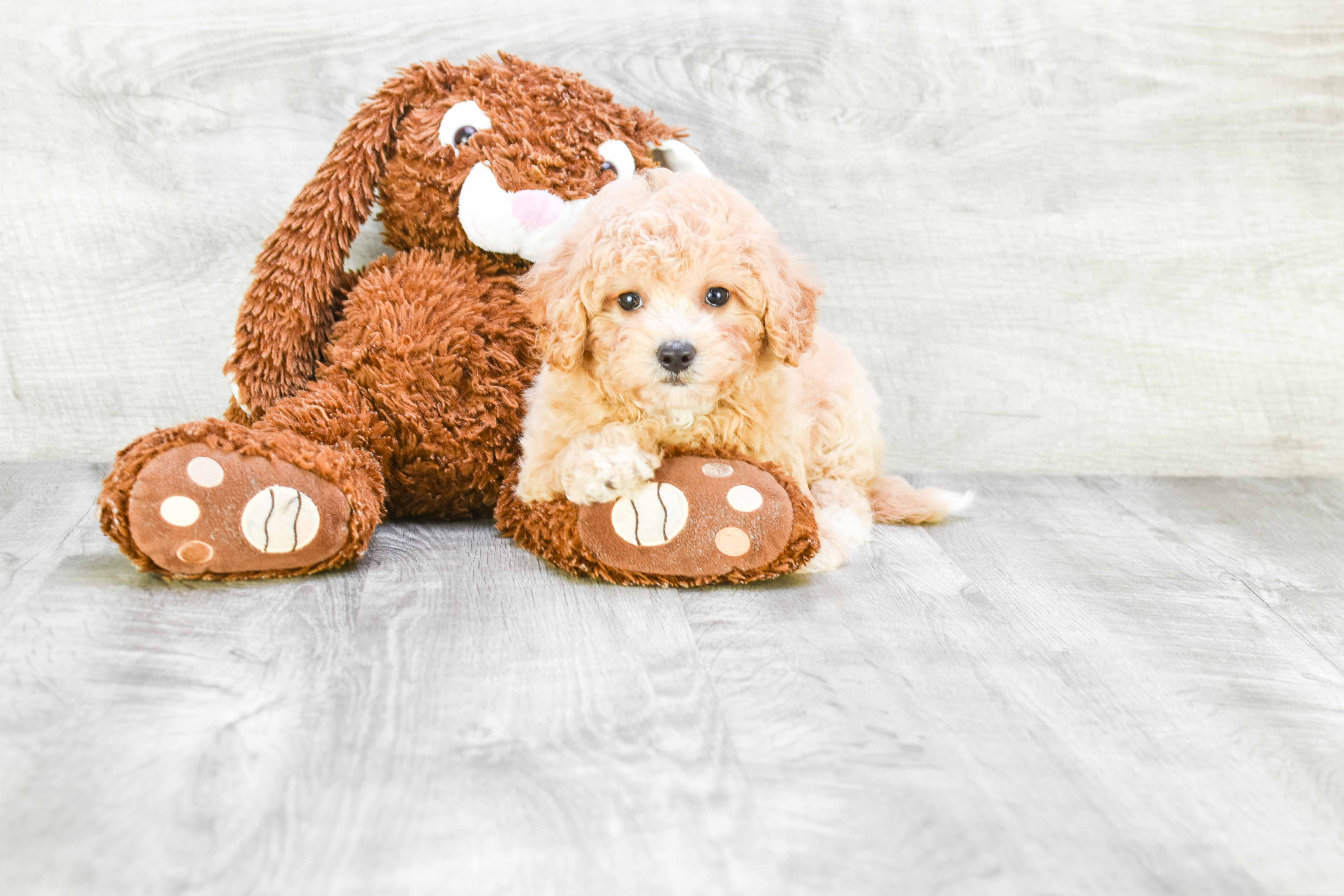 Best Havanese Baby