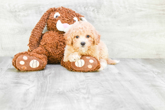 Best Havanese Baby