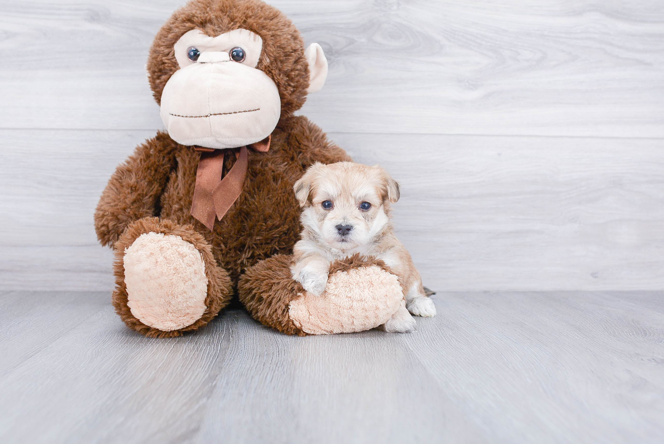Smart Morkie Designer Pup