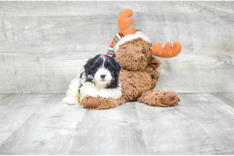 Friendly Havanese Purebred Pup