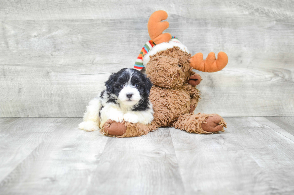 Friendly Havanese Purebred Pup