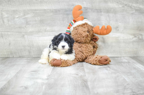 Friendly Havanese Purebred Pup