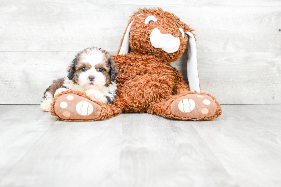 Teddy Bear Pup Being Cute