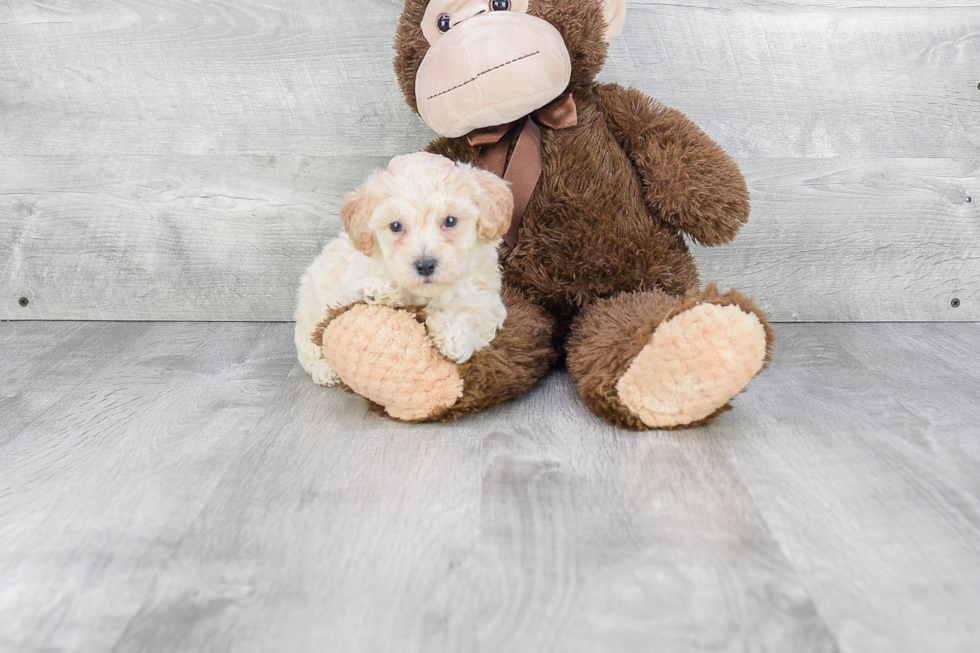 Little Maltepoo Poodle Mix Puppy
