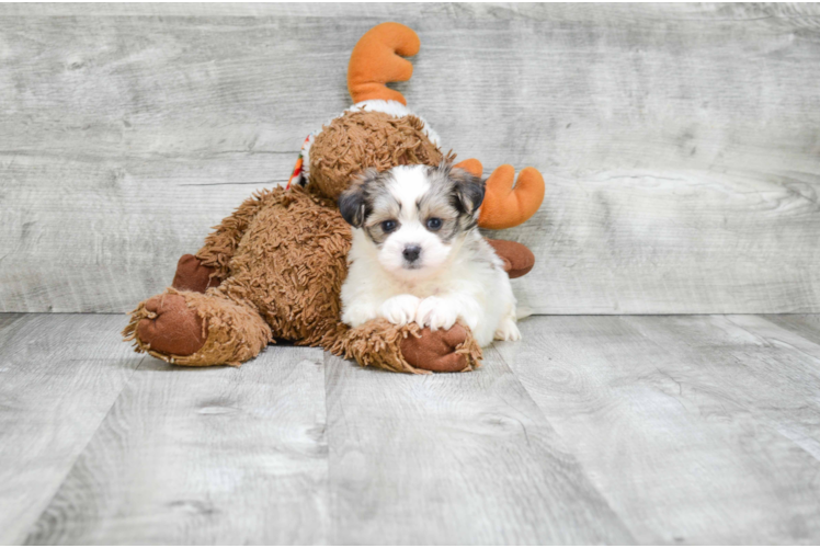 Popular Teddy Bear Designer Pup